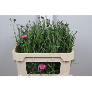 Centau Cyanus Pink