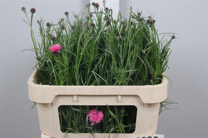 <h4>Centau Cyanus Pink</h4>