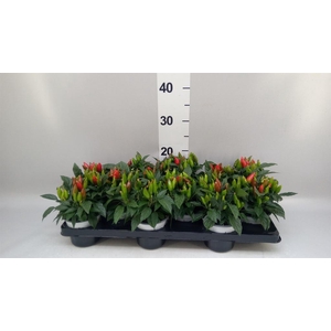 Capsicum annuum 'Favorit Red'