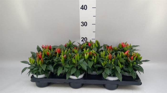 <h4>Capsicum annuum 'Favorit Red'</h4>