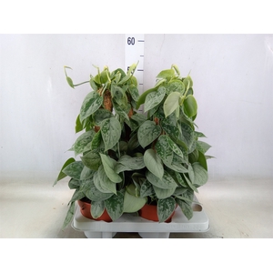 Scindapsus pictus 'Silvery Ann'
