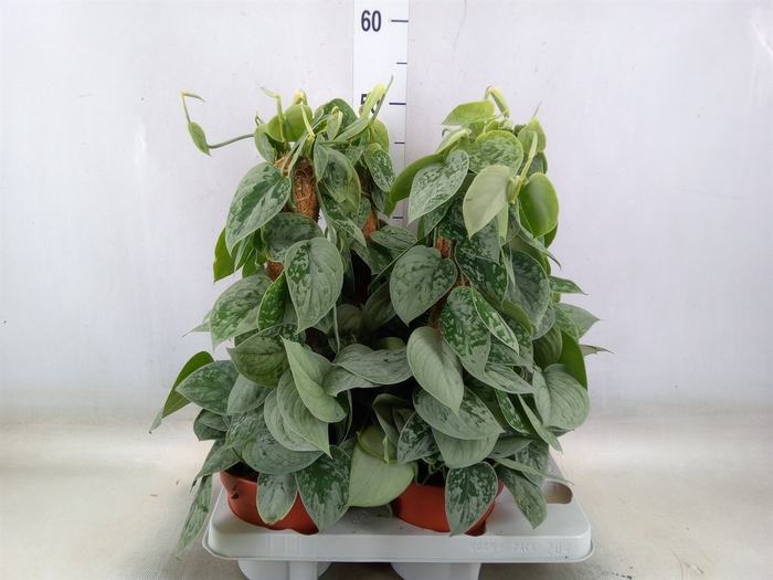 <h4>Scindapsus pictus 'Silvery Ann'</h4>