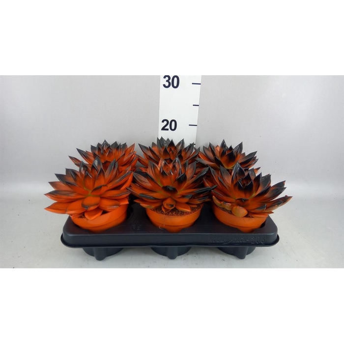 <h4>Echeveria  'Miranda'</h4>