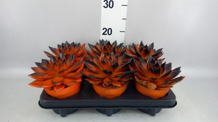 <h4>Echeveria  'Miranda'</h4>