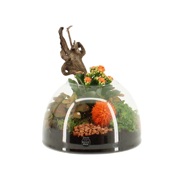 <h4>41598: Treasure time arrangement</h4>
