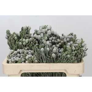 Kaaps Groen Silver Brunia