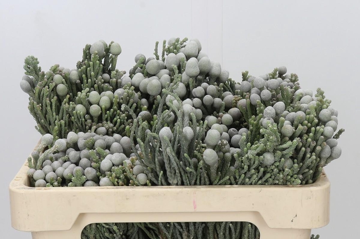 <h4>Kaaps Groen Silver Brunia</h4>