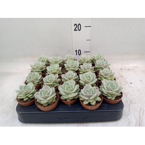 Echeveria   ...