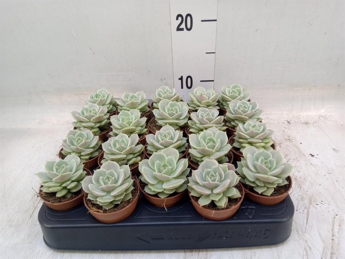 <h4>Echeveria   ...</h4>