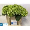 Hydrangea mag emerald classic