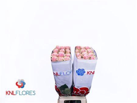 R Gr Absolut In Pink Ec