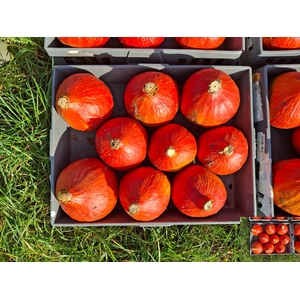 CUCURBITA (KALEBAS)