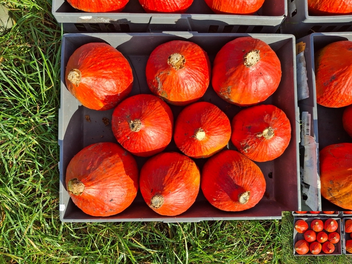 <h4>CUCURBITA (KALEBAS)</h4>