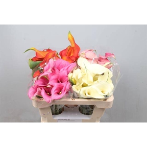 Zantedeschia mix double