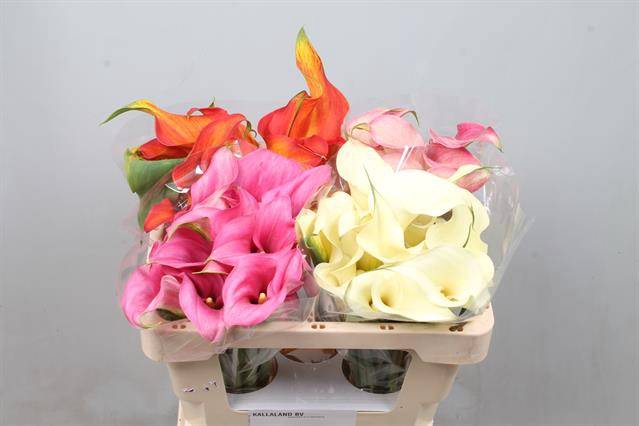 <h4>Zantedeschia mix double</h4>