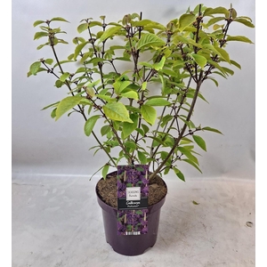 Callicarpa Bod. Profusion in 19cm pot