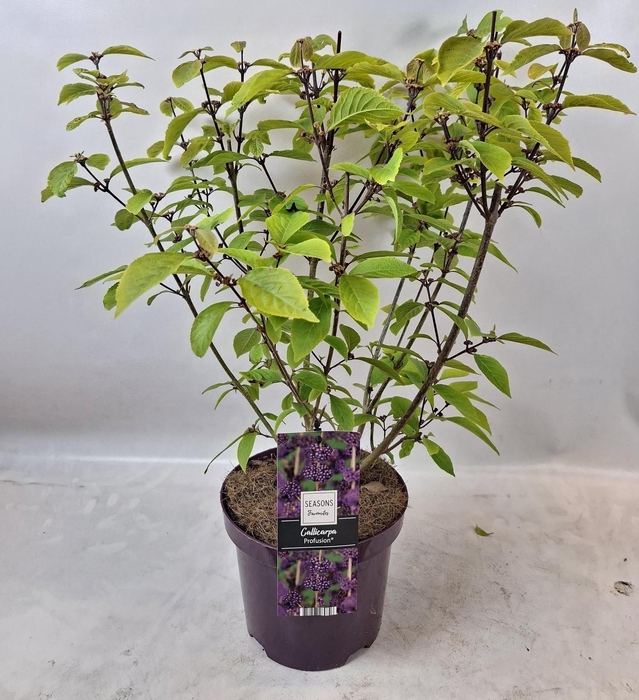 <h4>Callicarpa Bod. Profusion in 19cm pot</h4>