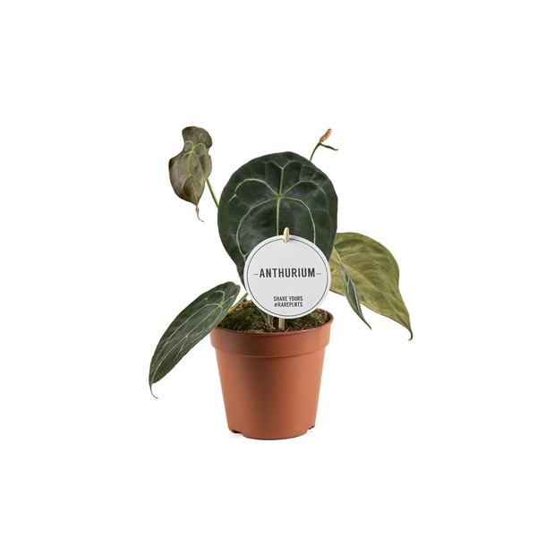 <h4>Anthurium Forgetti</h4>