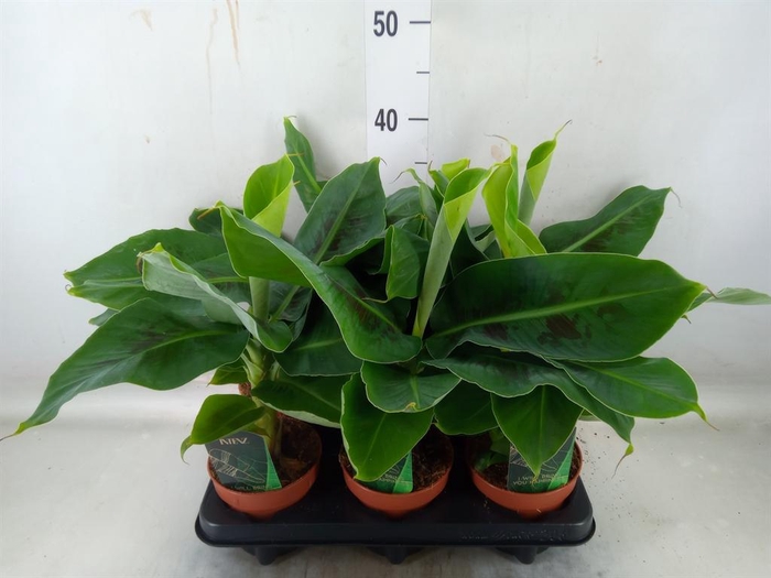 <h4>Musa  'Tropicana'</h4>