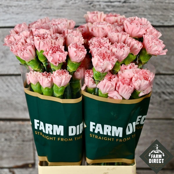 <h4>DI ST ILUSION</h4>