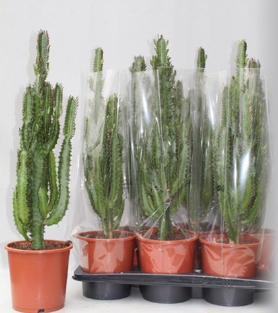 <h4>EUPHOR TRIGONA</h4>