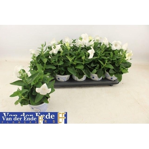 PLATYCO GR PST WHITE