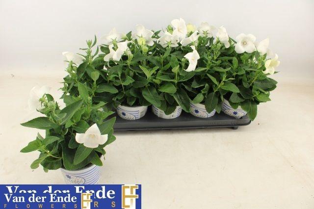 <h4>PLATYCO GR PST WHITE</h4>