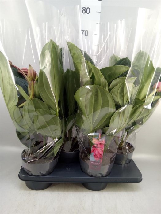 <h4>Medinilla magn. 'Flamenco'</h4>