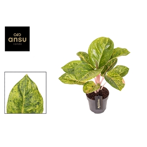 Aglaonema Apple Green