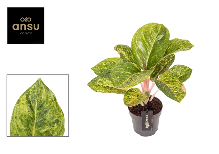 <h4>Aglaonema Apple Green</h4>