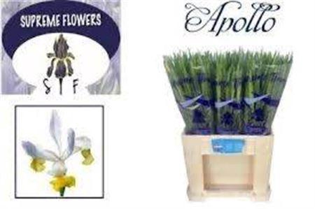 <h4>Iris Apollo</h4>