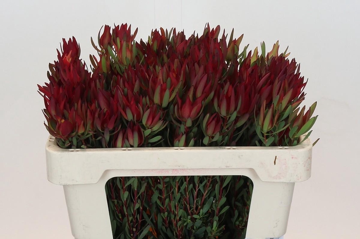 <h4>LEUCAD SAL BLUSH</h4>