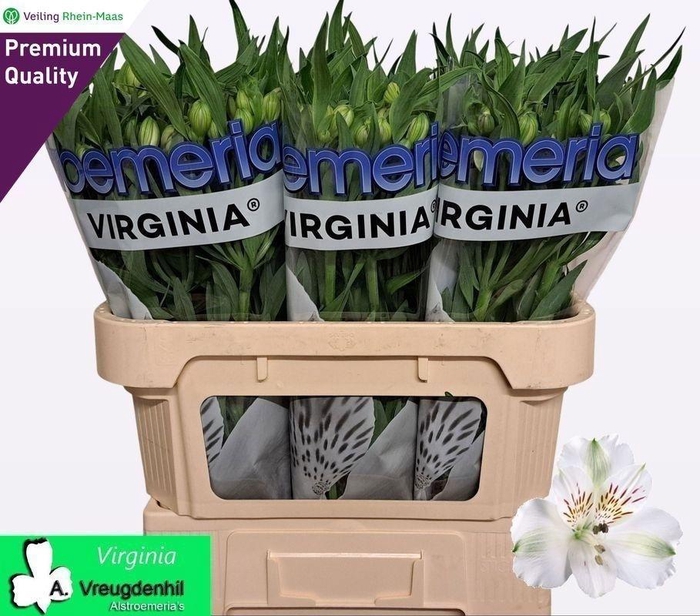 <h4>ALSTR VIRGINIA</h4>