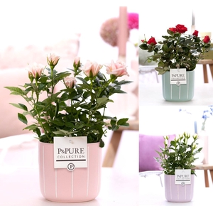 Rosa gemengd in P&PURE Fleur ceramics ass. 3