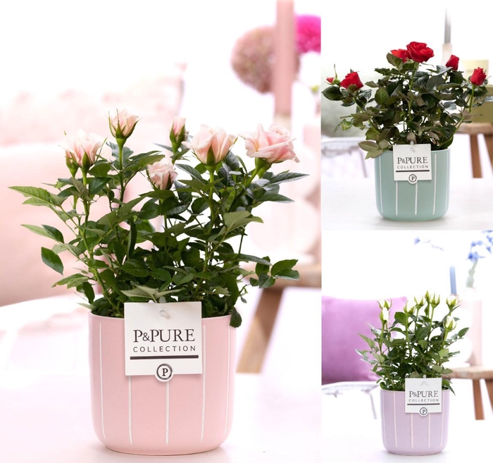 <h4>Rosa gemengd in P&PURE Fleur ceramics ass. 3</h4>