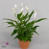 Spathiphyllum Bellini wit