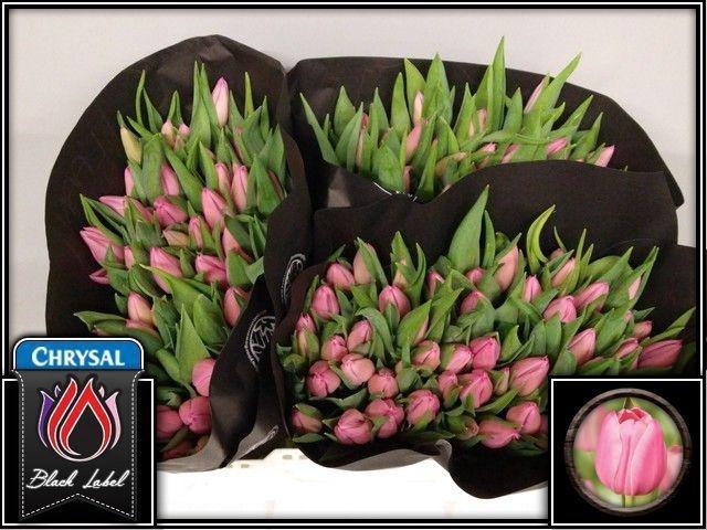 <h4>TU EN CHRISTM DREAM</h4>