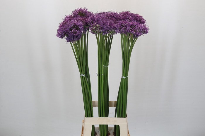 <h4>Allium Gladiator</h4>