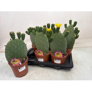 OPUNTIA