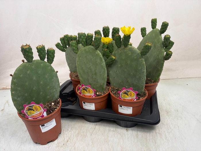<h4>OPUNTIA</h4>