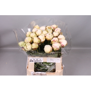 Paeonia Ivory Victory