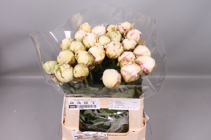 <h4>Paeonia Ivory Victory</h4>