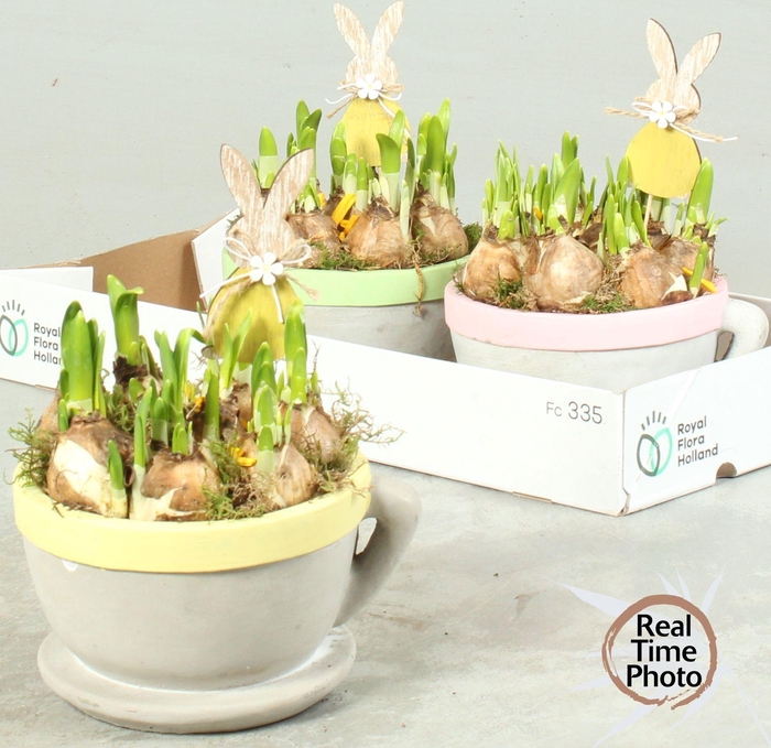 <h4>ARR NARCISSUS</h4>