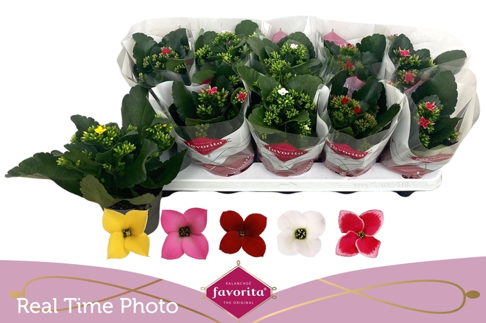 <h4>KAL EN GEM 5 KL</h4>