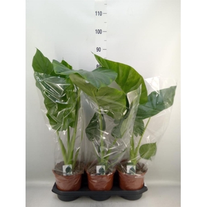Alocasia macrorrhizos