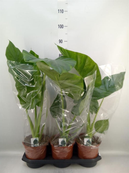 <h4>Alocasia macrorrhizos</h4>