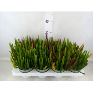 Calluna vulg. 'Skyline'   ...mix 3