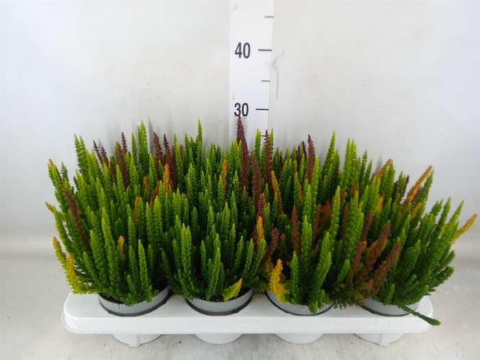<h4>Calluna vulg. 'Skyline'   ...mix 3</h4>