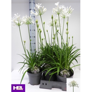 AGAPA HENRYS WHITE