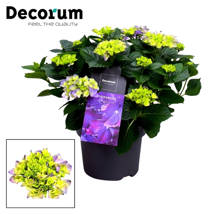 <h4>Hydrangea Bol Blue 7 - 12 kop (Decorum)</h4>
